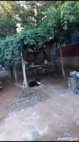 Casa batraneasca si teren de vanzare in Puricani - 8