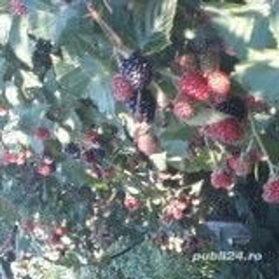 ULTIMA OCAZIE -Vand gospodarie in localitatea Paduretu, ora? Babeni Valcea - 1