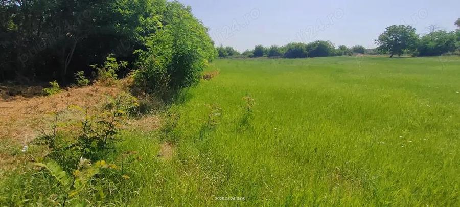 Teren intravilan Lovrin de vanzare - 2