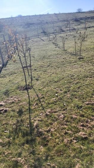 Teren extravilan 1000mp Centura nord - 4