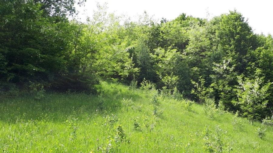 Vand teren in Albestii de Muscel faneata-pasune, partial impadurit - 7