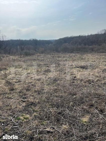 Teren intravilan de vanzare, 9783 mp, Paleu zona Iacului - 5