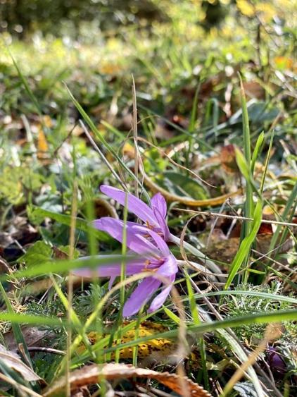 Teren retras panoramic Valea Doftanei 1350 mp panta lina, cu utilitati - 5