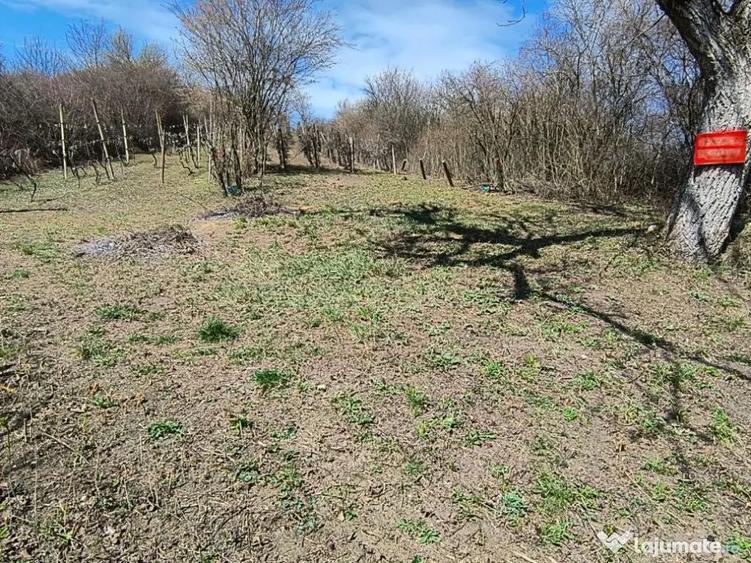 Teren cu vita de vie comuna Cristian judetul Sibiu 500mp - 5