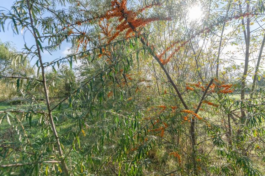 Proprietate rara in Covasna - liniste, spatiu si potential de investitie - 41