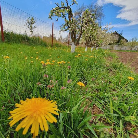 Vand casa la alb. - 2