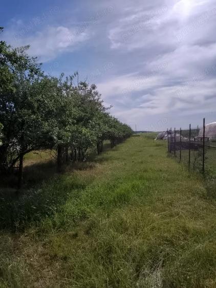 Casa filipestii de targ - 5