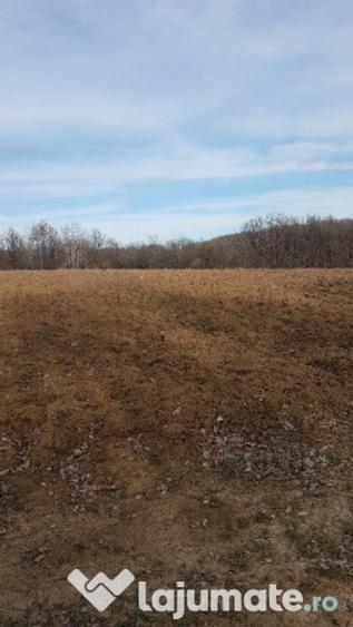 Teren extravilan 3370 mp in Mosoaia - 6