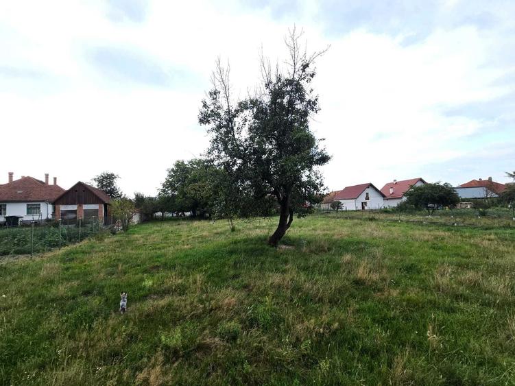 Vind Casa la Arpasu de jos - 4
