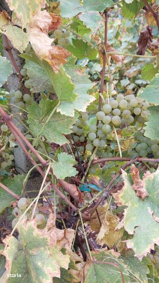 Teren intravilan 8.759 mp cu casa + vie | Utilitati complete - 3