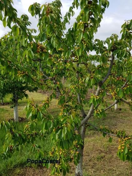 Petresti - Corbeanca 4648 mp intravilan desch. 33 m, utilitati, acces asfaltat - 4