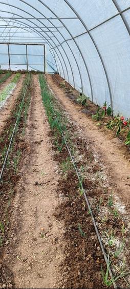 Vand casa batraneasca sat trestia com baita - 2