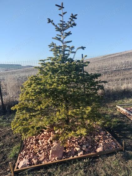 Ofer doritorilor gradina senzoriala de relaxare ?i stat in tihna, Cluj-Napoca - 10