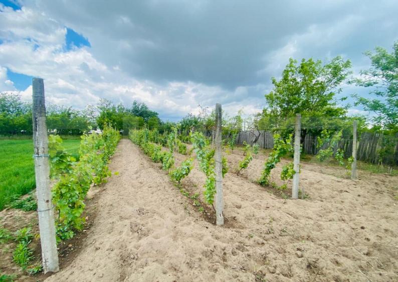 Casa pe parter, 2.753 mp teren, Marotinu de Sus - 4