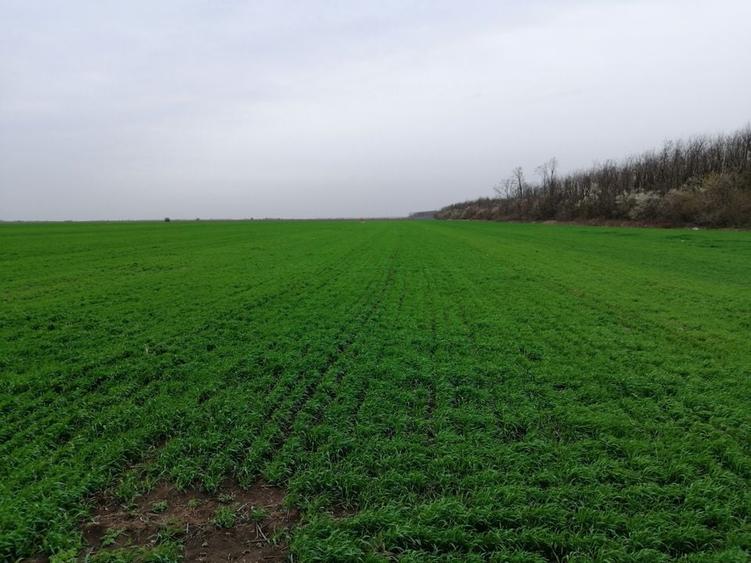 Teren extravilan localitatea Afumati - 3