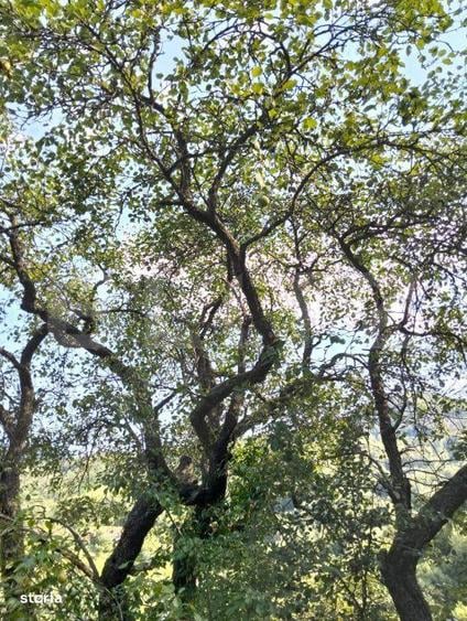 Teren generos de 70290 mp, 5045 mp intravilan, Poiana Ampoiului, Metes - 2