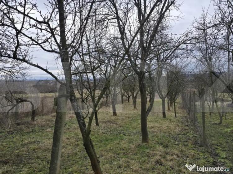 Teren intravilan - livada si vie- 20 ari - Viile SATU MARE - 6
