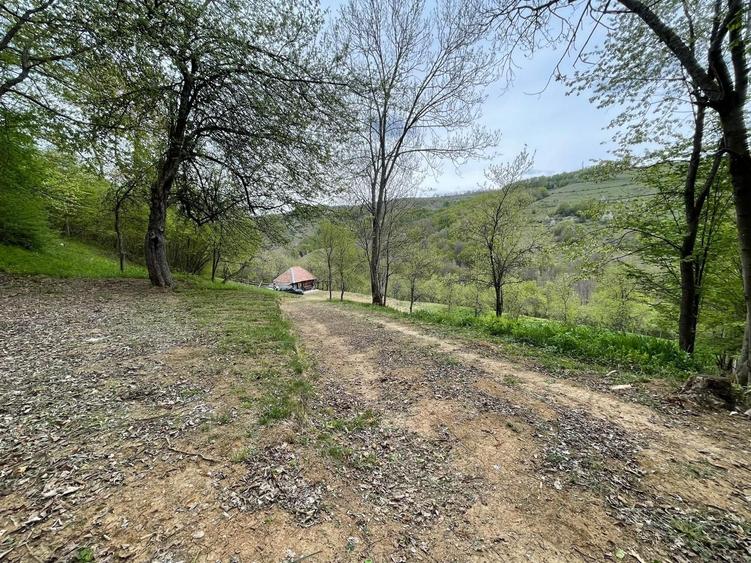Casa, livada si padure in com Batrana judetul Hunedoara tinutul padurenilor. - 7