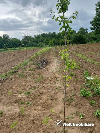 Teren extravilan cu gradina in Saliste - 3