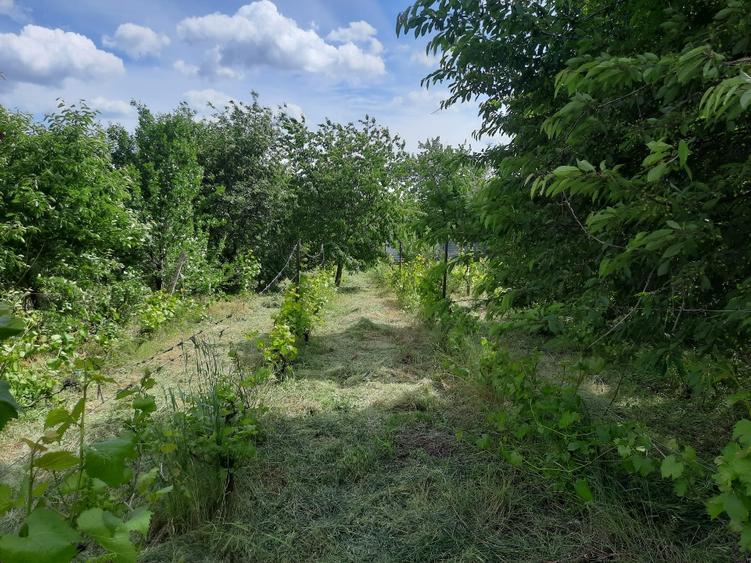 Vanzare teren 1.100mp intrare in Chicerea, Iasi - 1