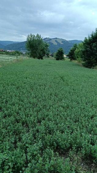 VAND TEREN INTRAVILAN Dofteana, jud. Bacau, 2.039 mp, acces: DN12 - 4