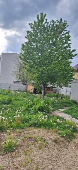 casa +teren de vanzare - 3