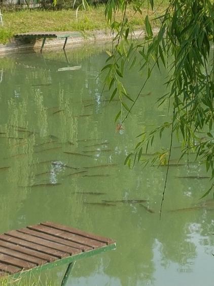 Teren privat cu amenajari ptr evenimente,cazare și pescuit sportiv. - 7