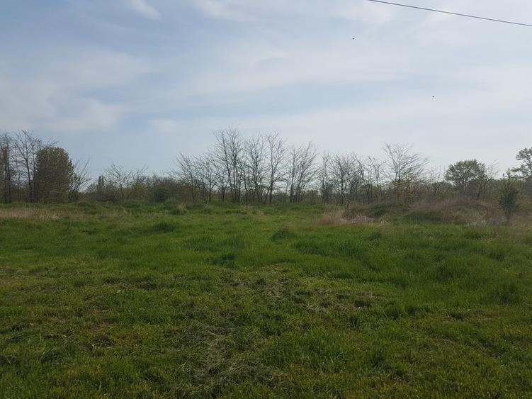 Teren 1.598mp, deschidere dubla, cea mare de 70ml, strada Arinilor, Gheraiesti - 1