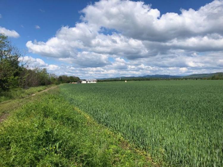 Teren arabil 7400 mp in Zamfira langa Ploiesti - 4