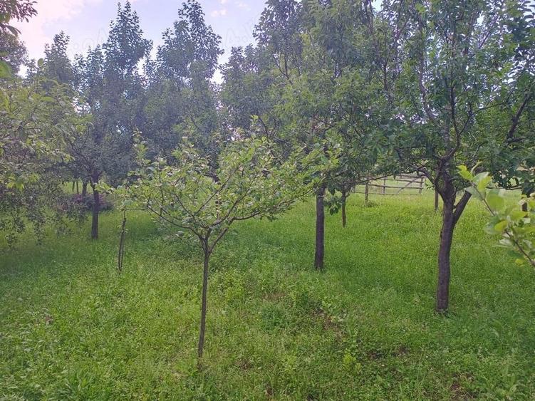 Teren de 150 mp, în Nepos