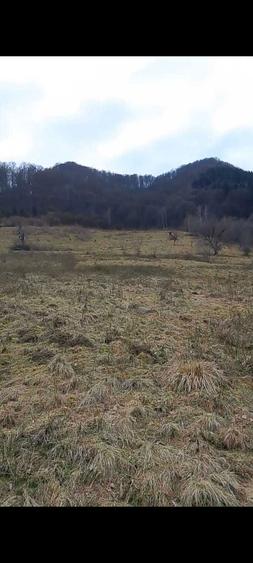 Teren Riu Sadului - 2 ha Acces stradal , zona cu potential turistic - 6