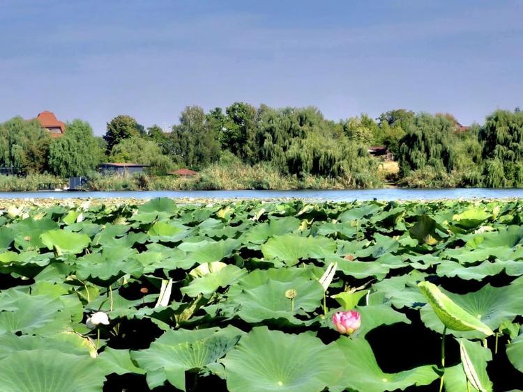 Casa de vanzare in Ghermanesti, Snagov – cu teren si aproape de lac - 10