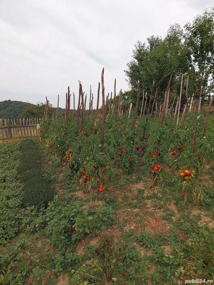 Casa cu 6 ha de teren - 3