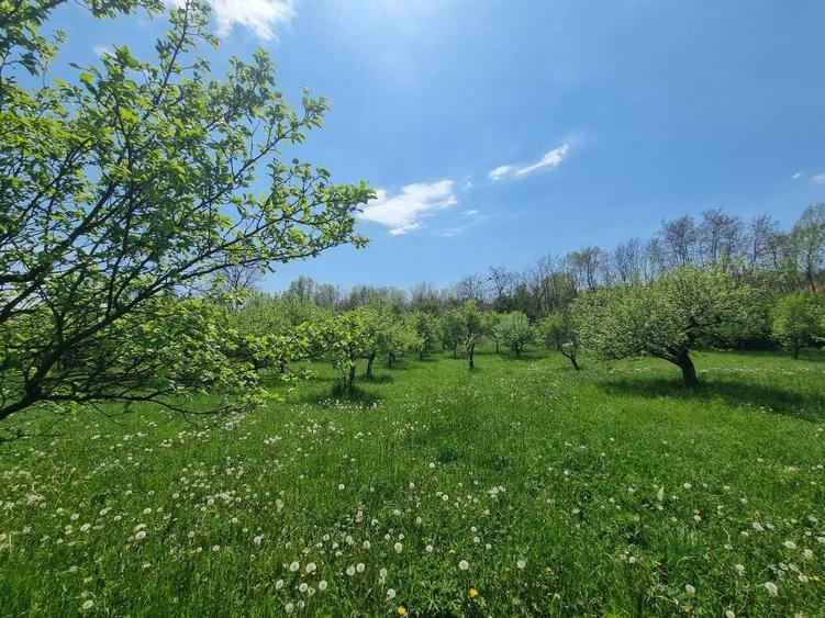 Oferta teren intravilan - 3