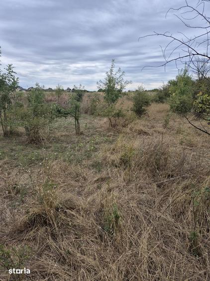 Teren Intravilan locuinte langa padure Pruni, Magurele, Ilfov, - 2