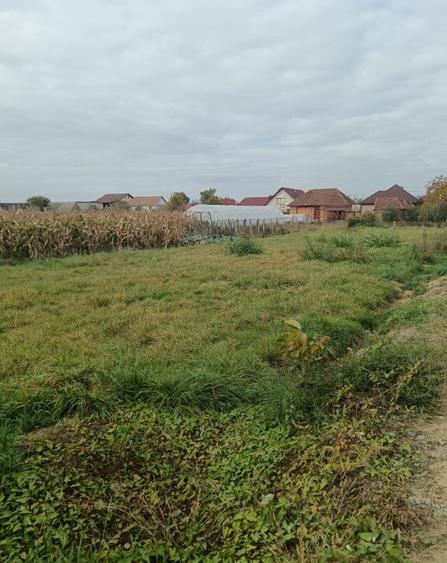 Mocira, 8 ari teren - 2