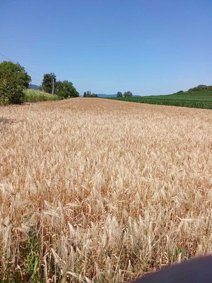 vand 6000 mp intravilan cu utilitati ,200m front stradal,la 2 km a1 - 3