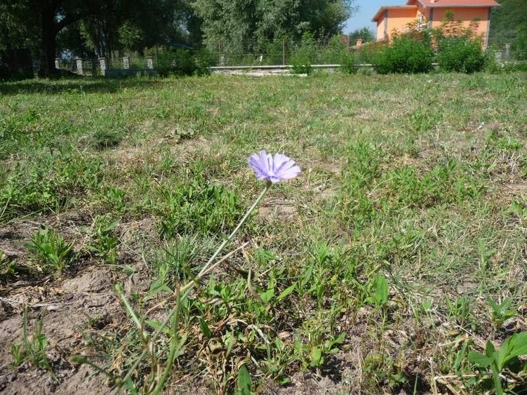 teren langa aeroport - 2