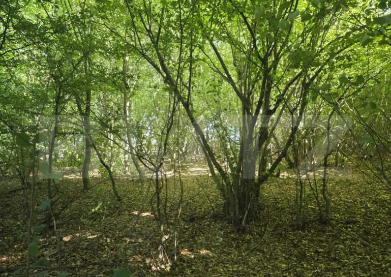 Teren la liziera padurii Faget - 3