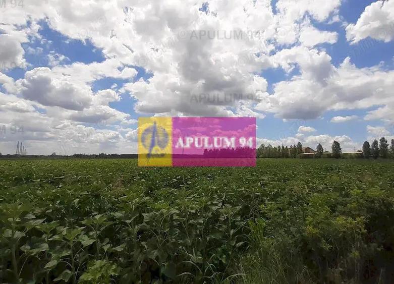 Teren 715mp in Snagov langa Equestria - 8