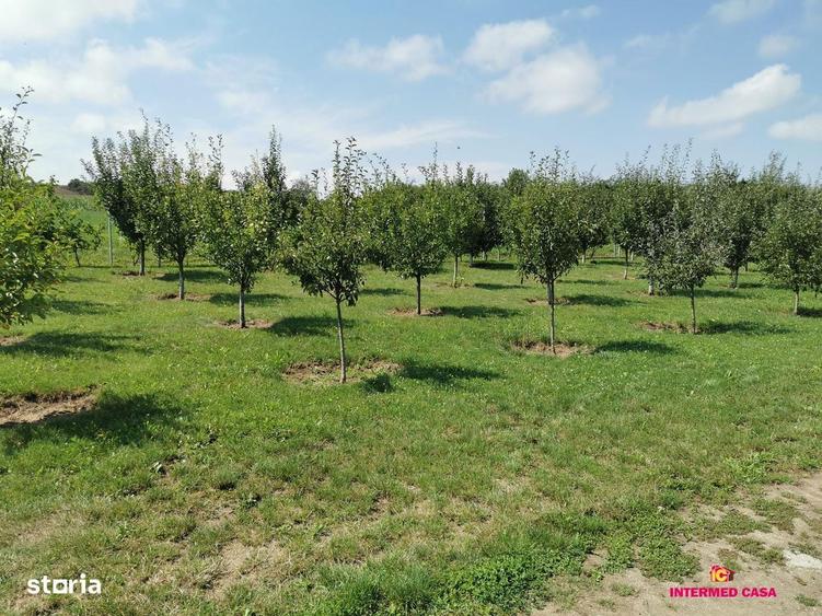 Teren intravilan de vanzare Daia, Sibiu 665 mp - 2