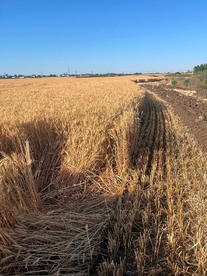 Teren Strada Tisei - Isaran Green ( Aurel Vlaicu ) - 5