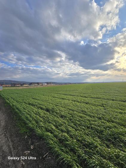 Parcele teren intravilan - Dancu - 2
