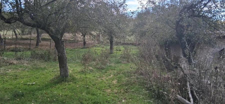 Ferma de vanzare , zona Dambu - 3