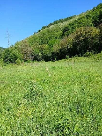 Vand teren in satul Carmazinesti, comuna Gurasada ,judetul Hunedoara - 4