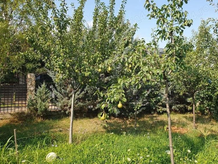 De vanzare teren 562mp + foisor si beci, Bragadiru - 9