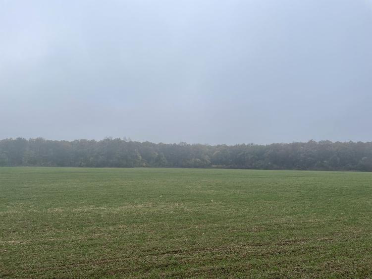 9400 mp | Ideal pentru investitie | Tunari | Deschidere la padure - 8