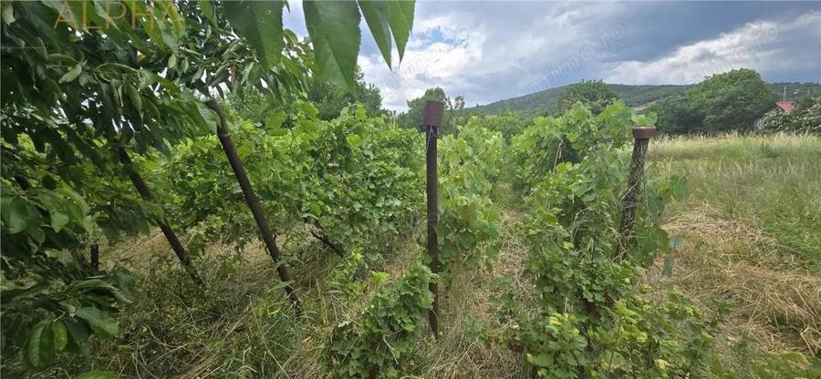 Casa renovata de vanzare Crainimat , BN cu teren 3148 mp - 4