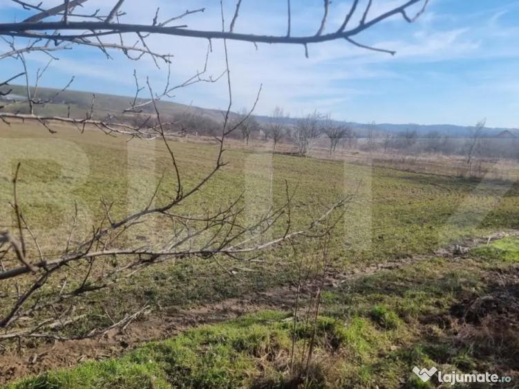 TEREN EXTRAVILAN AGRICOL - 2