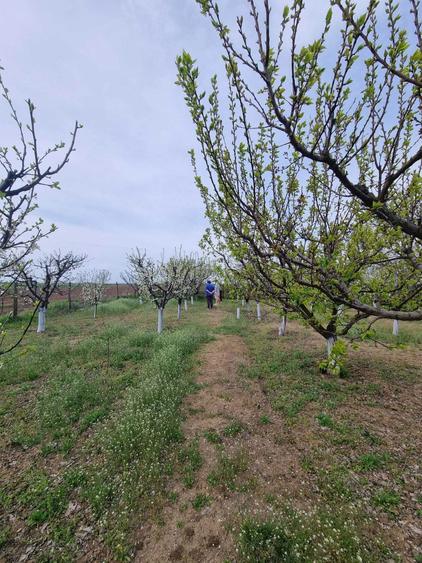 Livada tanara, 2000 m, Dridu-Snagov - 7